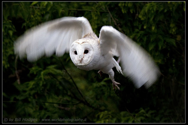 Barn owl 